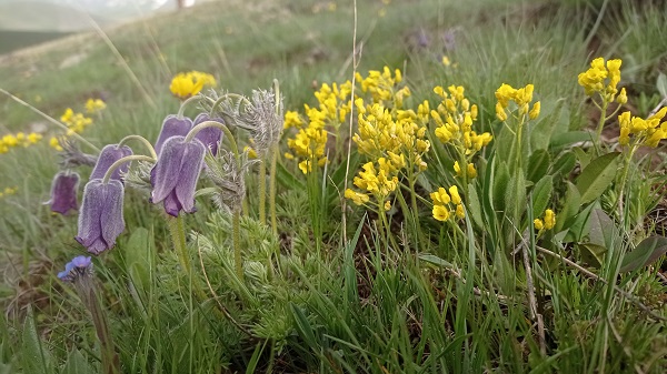 Foto - Mor laleler görsel şölen yaşattı