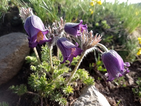 Foto - Mor laleler görsel şölen yaşattı