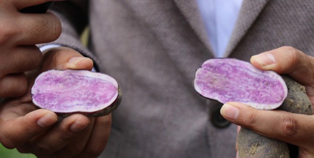 Foto - Mor patates nerede yetişir, nasıl yenir? Vitamin deposu: Mor patatesin faydaları, besin değeri ve kızartması tarifi
