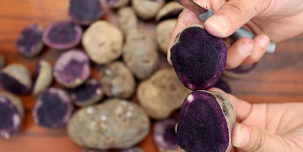 Mor patates nerede yetişir, nasıl yenir? Vitamin deposu: Mor patatesin faydaları, besin değeri ve kızartması tarifi