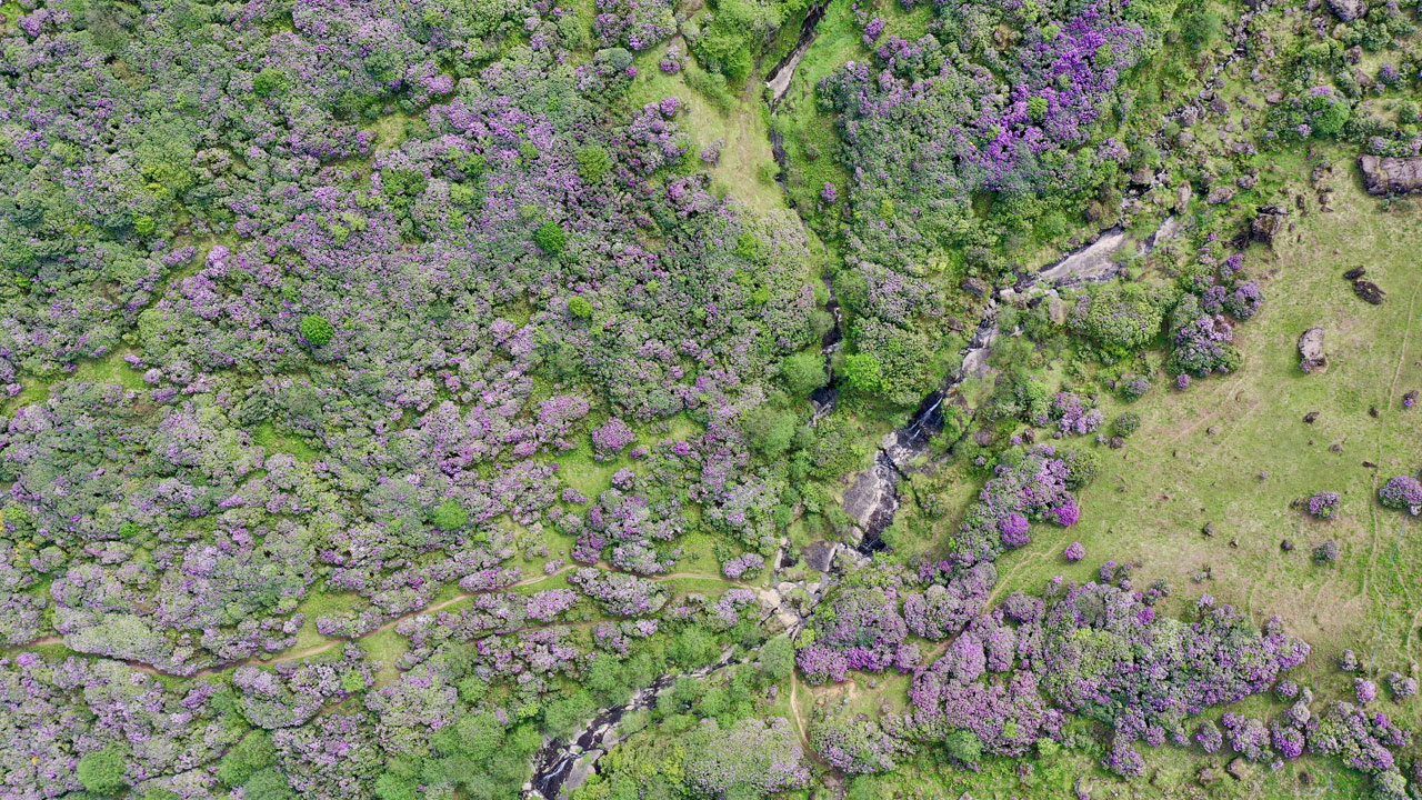 Foto - Mor ve sarı çiçekler, karla buluştu! Sis Dağı Yaylası'nda bahar büyüsü