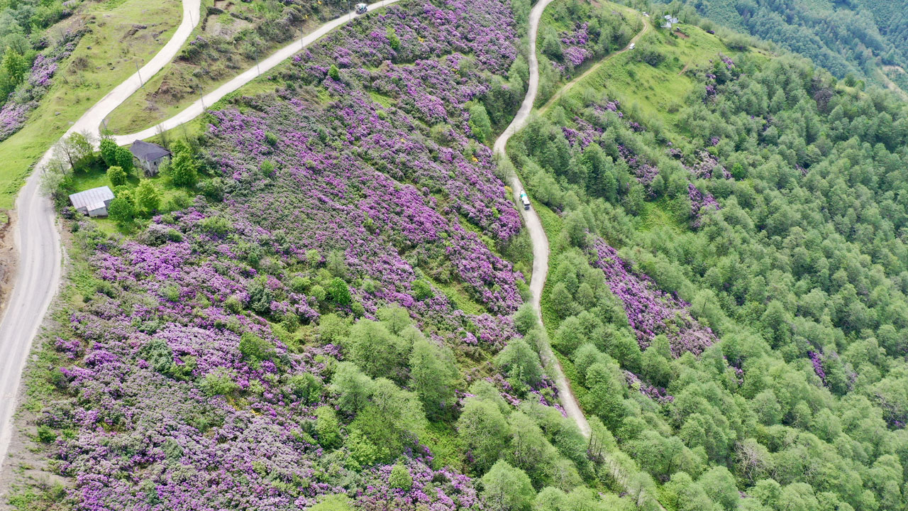 Foto - Mor ve sarı çiçekler, karla buluştu! Sis Dağı Yaylası'nda bahar büyüsü