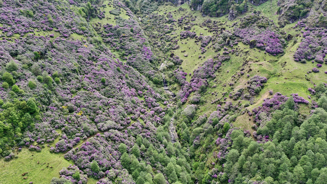 Foto - Mor ve sarı çiçekler, karla buluştu! Sis Dağı Yaylası'nda bahar büyüsü