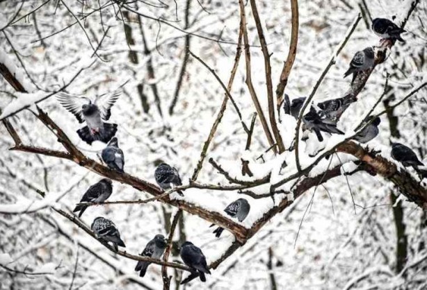 Foto - Moskova'da son 28 yılın kar yağışı rekoru kırıldı