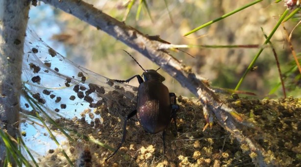 Foto - "Mücadelemizi gerçekleştiriyoruz" deyip 4 bin tanesini doğaya bıraktılar!
