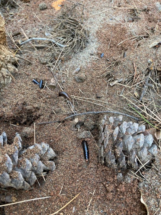 "Mücadelemizi gerçekleştiriyoruz" deyip 4 bin tanesini doğaya bıraktılar!