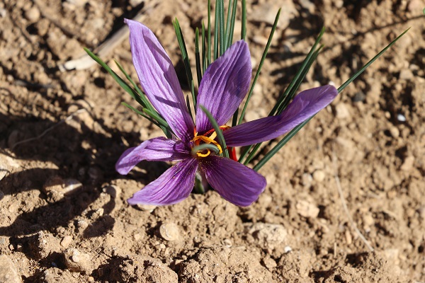 Foto - Mucize bitki çiçek açtı