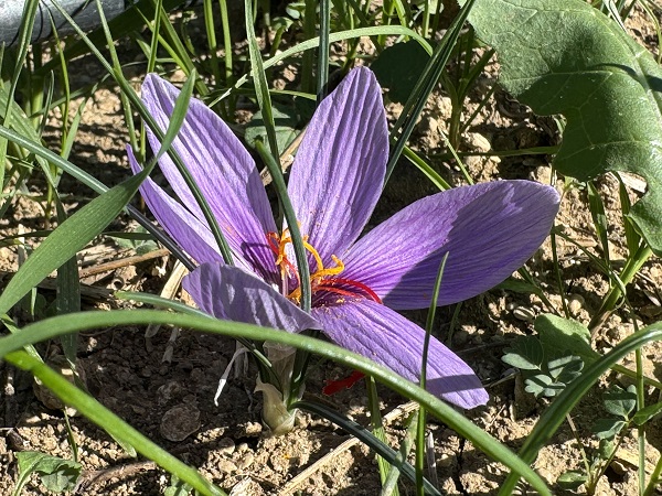 Foto - Mucize bitki çiçek açtı