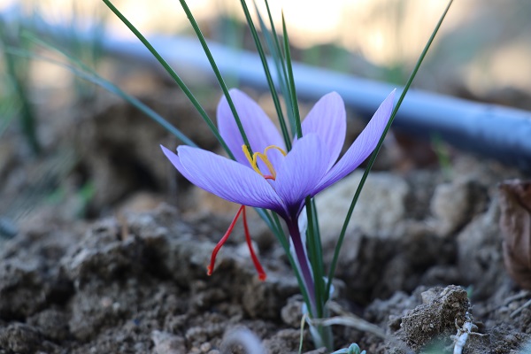 Foto - Mucize bitki çiçek açtı