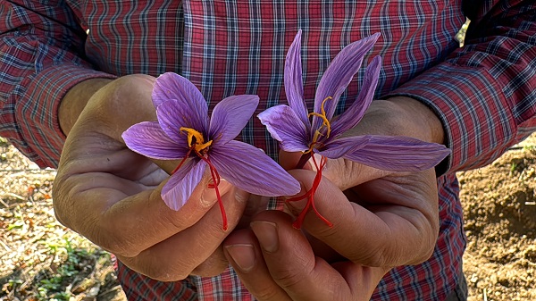 Foto - Mucize bitki çiçek açtı