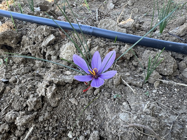 Foto - Mucize bitki çiçek açtı