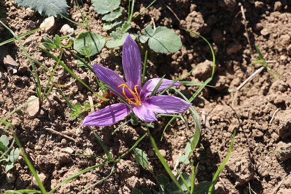 Foto - Mucize bitki çiçek açtı