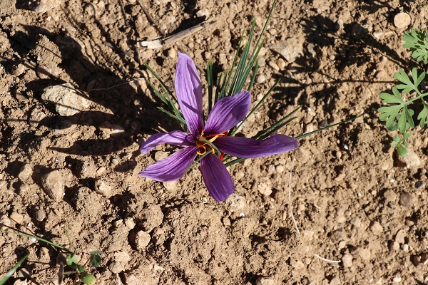 Foto - Mucize bitki çiçek açtı