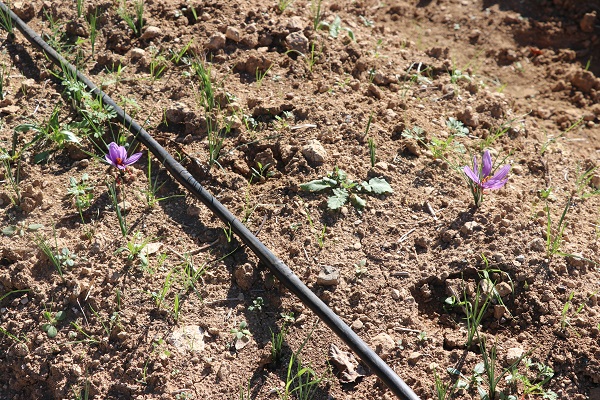 Foto - Mucize bitki çiçek açtı