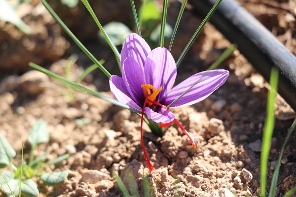Foto - Mucize bitki çiçek açtı