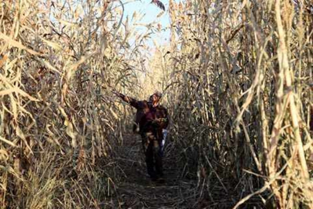 Foto - Mucize bitki tarladan benzin fışkırtacak!