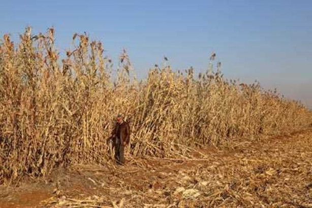 Foto - Mucize bitki tarladan benzin fışkırtacak!