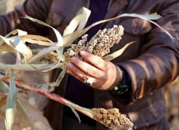 Foto - Mucize bitki tarladan benzin fışkırtacak!