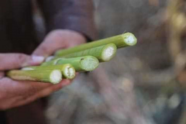 Foto - Mucize bitki tarladan benzin fışkırtacak!