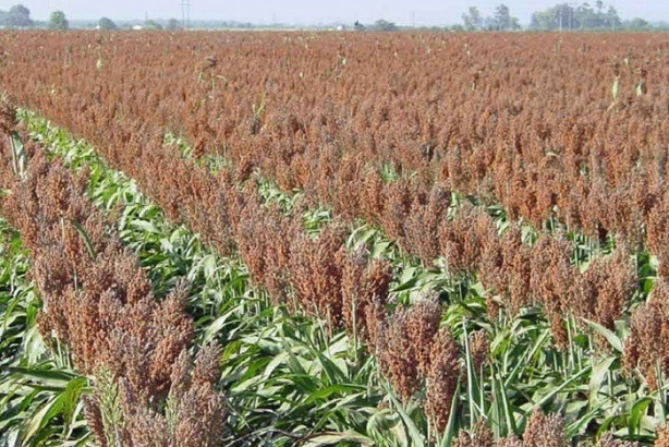 Foto - Mucize bitki tarladan benzin fışkırtacak!