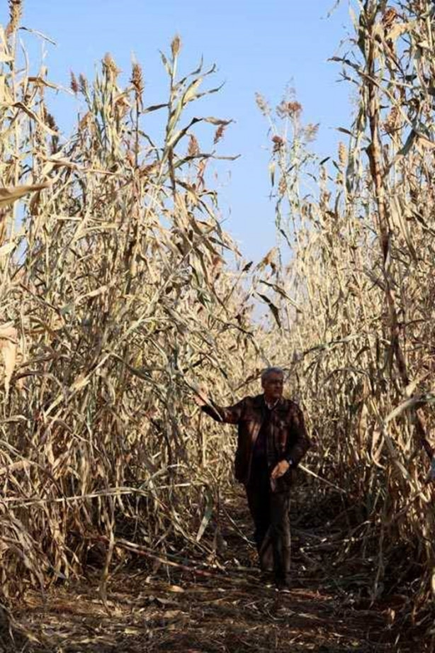 Foto - Mucize bitki tarladan benzin fışkırtacak!