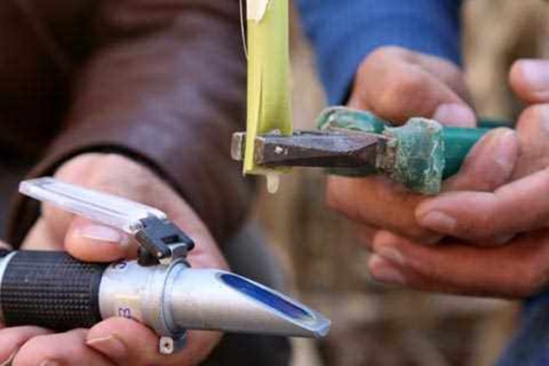 Foto - Mucize bitki tarladan benzin fışkırtacak!