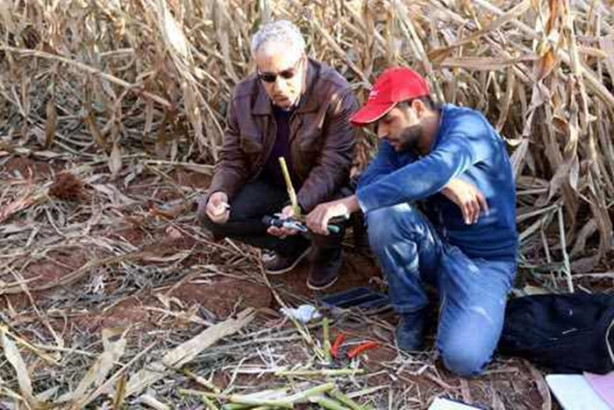Foto - Mucize bitki tarladan benzin fışkırtacak!