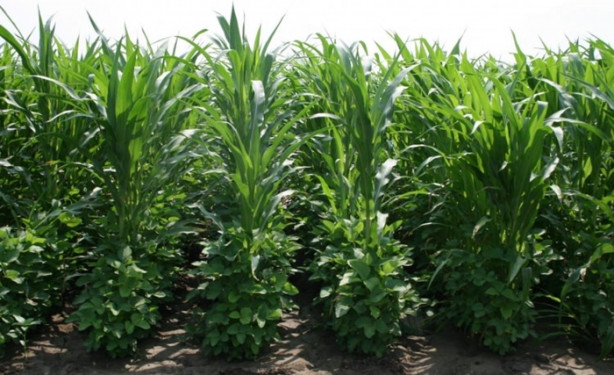 Foto - Mucize bitki tarladan benzin fışkırtacak!