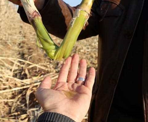  Mucize bitki tarladan benzin fışkırtacak!
