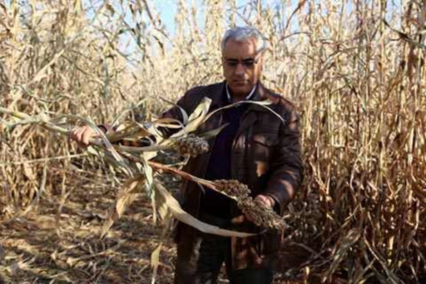 Foto - Mucize bitki tarladan benzin fışkırtacak!