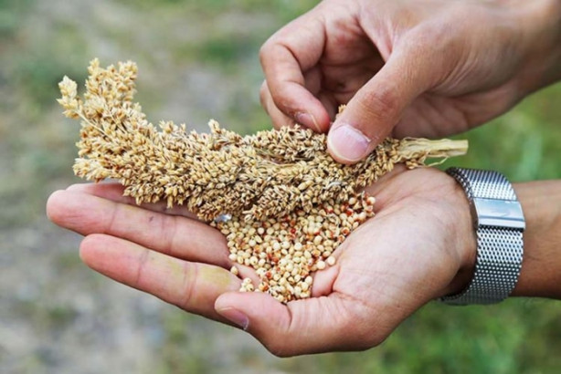 Foto - Mucize bitki tarladan benzin fışkırtacak!