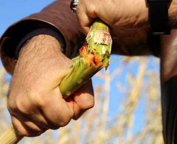 Foto - Mucize bitki tarladan benzin fışkırtacak!