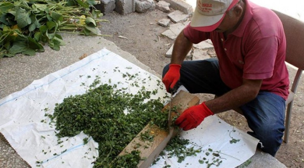 Foto - Mucize bitki tarladan benzin fışkırtacak!