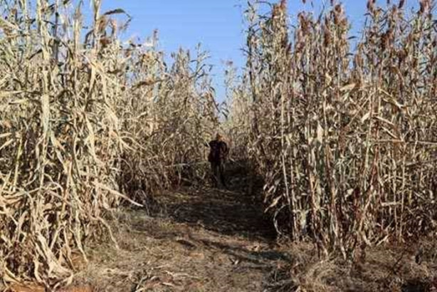 Foto - Mucize bitki tarladan benzin fışkırtacak!
