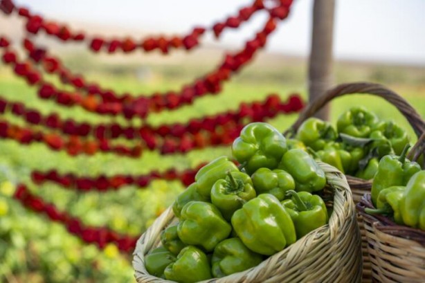 Foto - Mucize etkili! Gizli Besinler Hazinesi