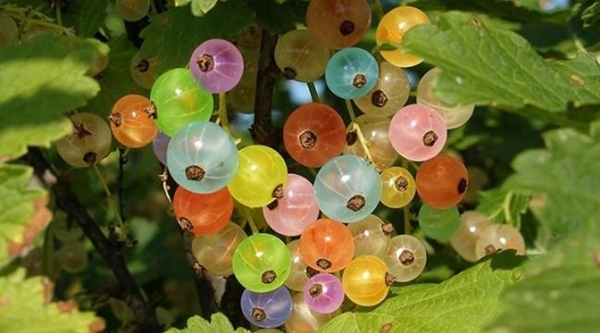 Foto - Mucizesine inanamayacaksınız!