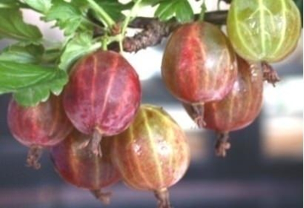 Foto - Mucizesine inanamayacaksınız!