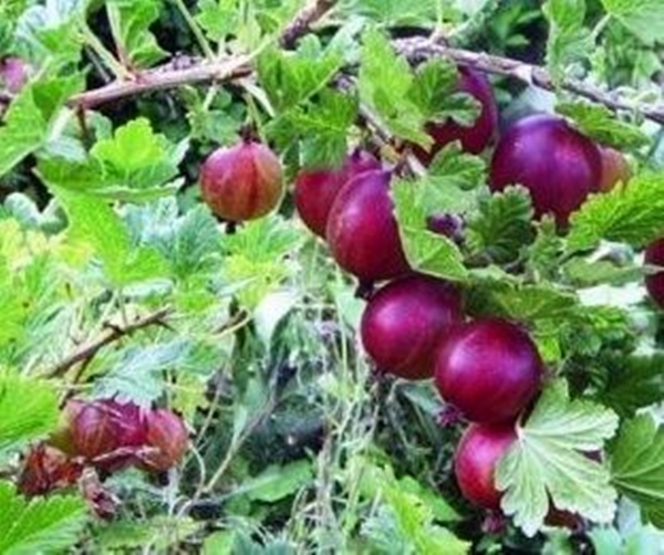 Foto - Mucizesine inanamayacaksınız!