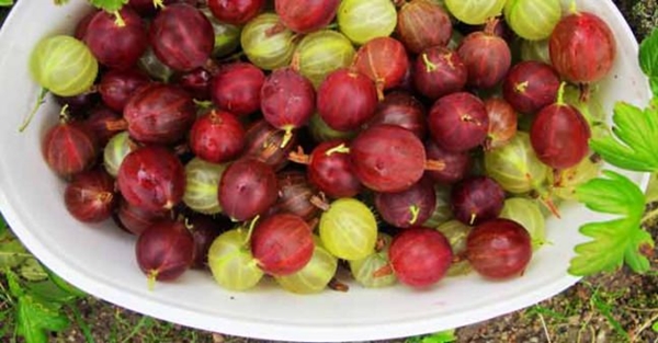 Foto - Mucizesine inanamayacaksınız!