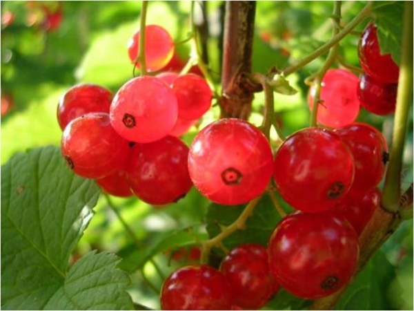 Foto - Mucizesine inanamayacaksınız!