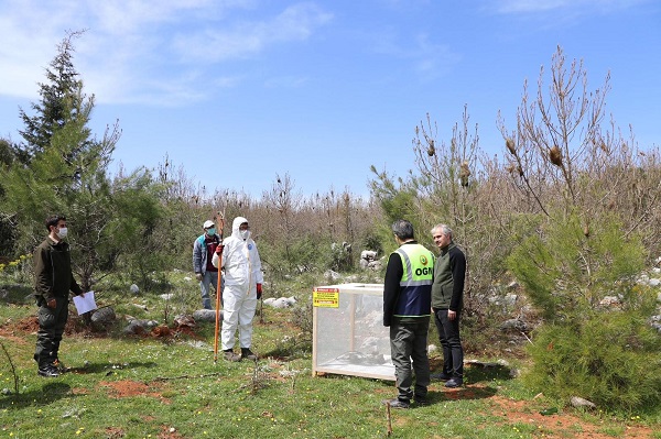 Foto - Muğla’da biyolojik mücadele başladı! Orman yangınlarına göre 5 kat zararlı