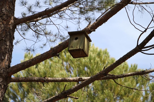 Foto - Muğla’da biyolojik mücadele başladı! Orman yangınlarına göre 5 kat zararlı