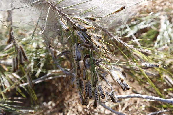 Foto - Muğla’da biyolojik mücadele başladı! Orman yangınlarına göre 5 kat zararlı