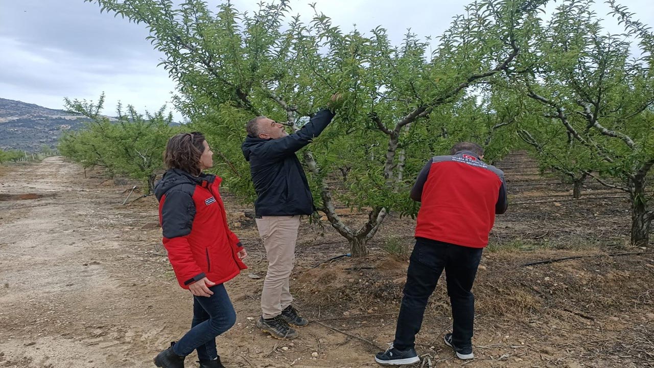Foto - Muğla'da don afeti sonrası tarım alarmı! Hasar tespiti için ekipler sahada