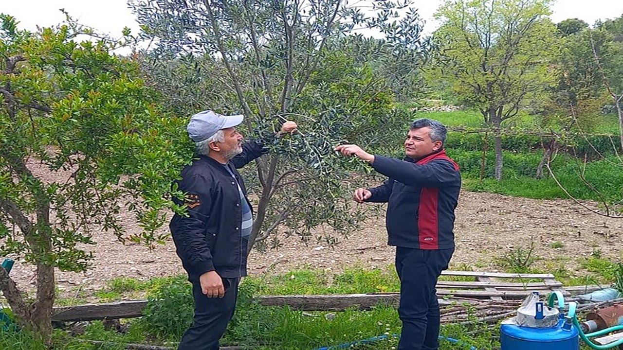 Foto - Muğla'da don afeti sonrası tarım alarmı! Hasar tespiti için ekipler sahada