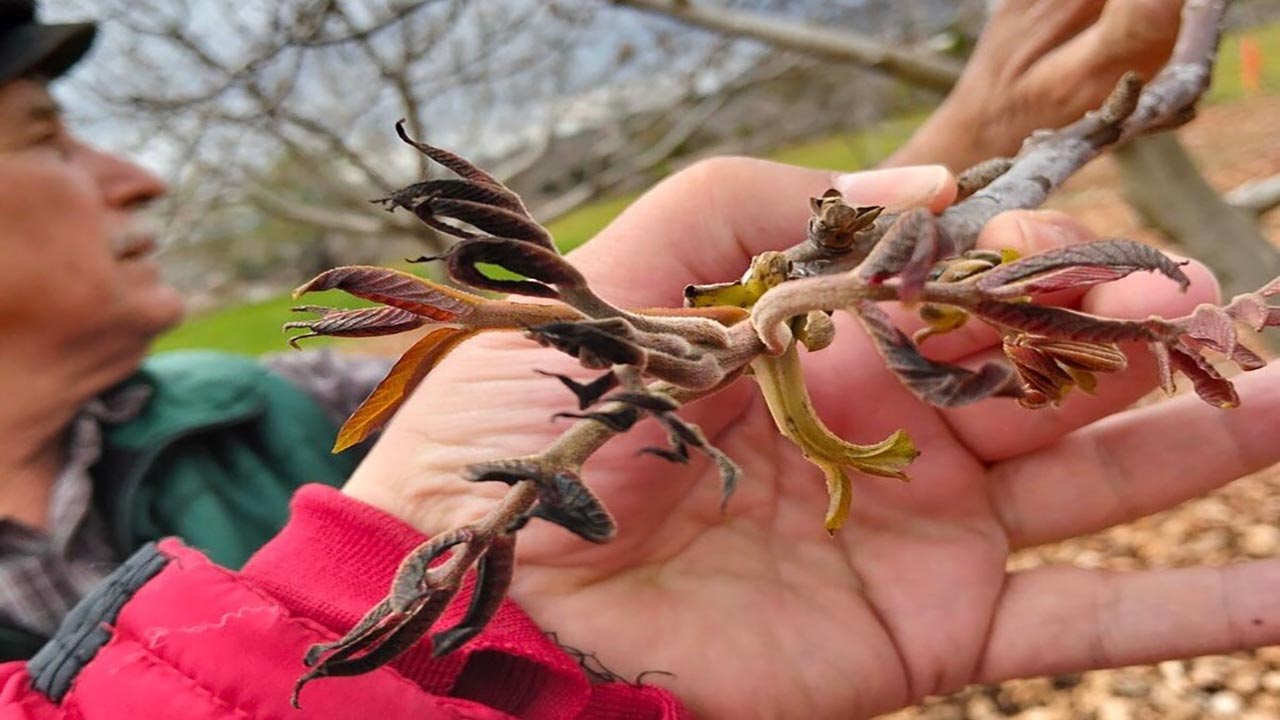 Foto - Muğla'da don afeti sonrası tarım alarmı! Hasar tespiti için ekipler sahada