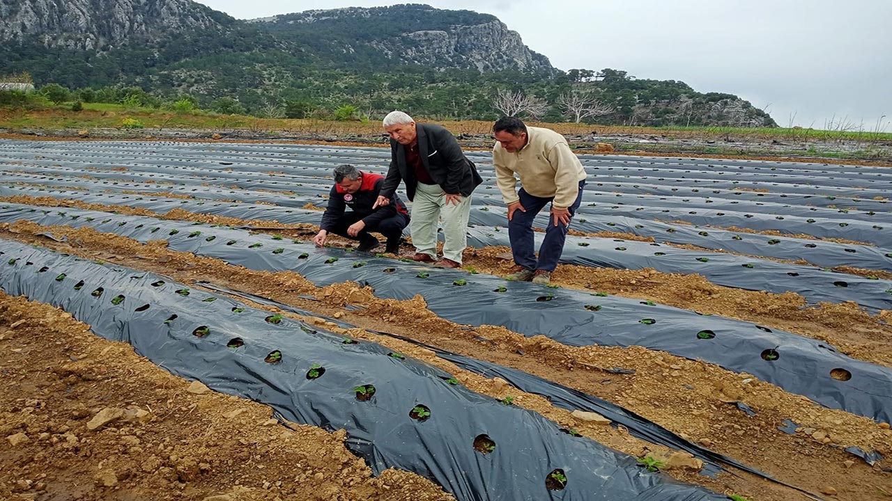 Foto - Muğla'da don afeti sonrası tarım alarmı! Hasar tespiti için ekipler sahada