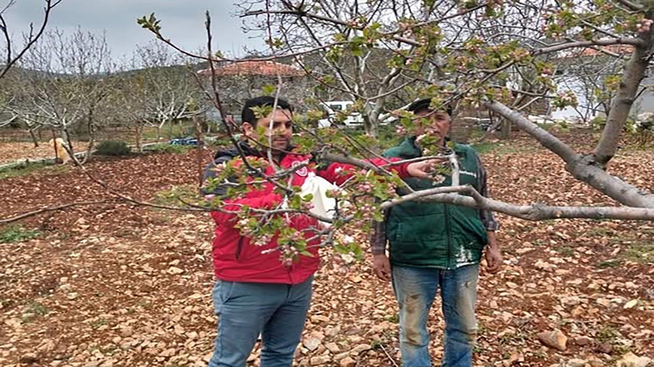 Muğla'da don afeti sonrası tarım alarmı! Hasar tespiti için ekipler sahada
