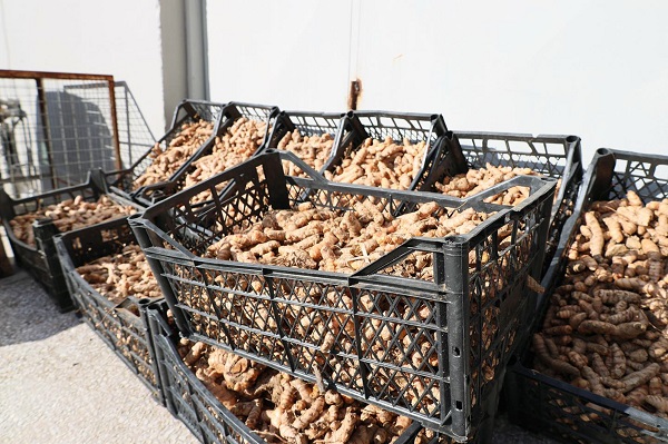 Foto - Muğla’da üreticinin talebi: Zerdeçal ve zencefil