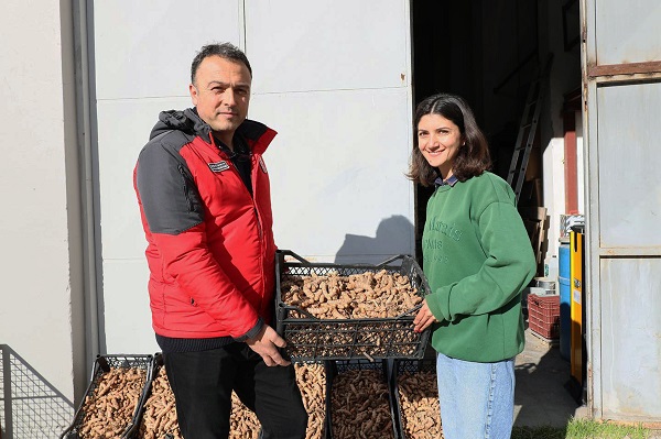 Foto - Muğla’da üreticinin talebi: Zerdeçal ve zencefil